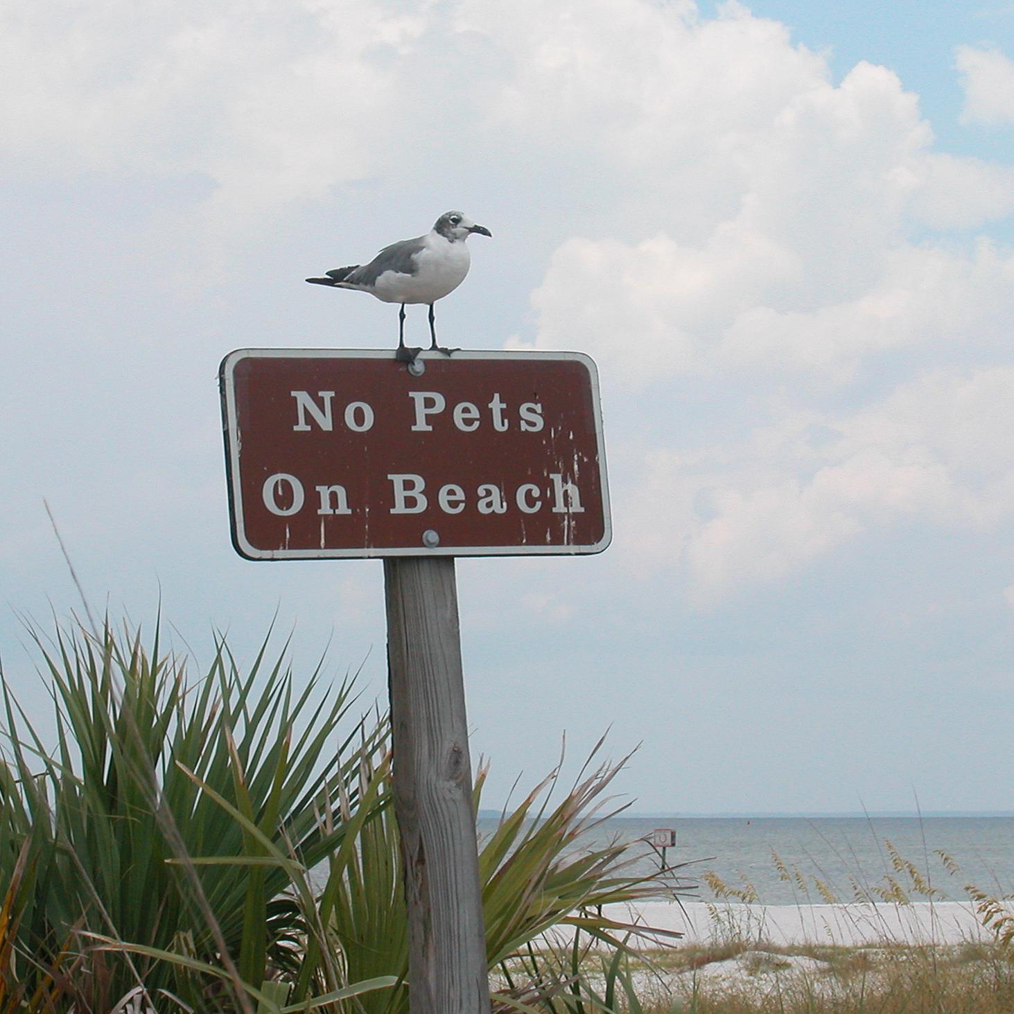 Pet Rules