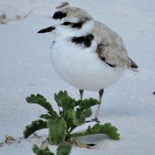 A small white and grey shorebird stands on a white sand beach.
