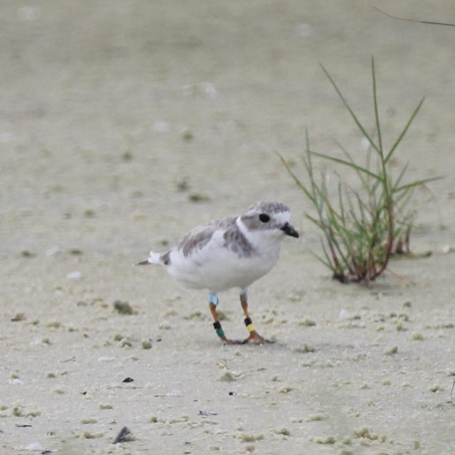 A piping plover stands on a white sand beach surrounded by green vegetation.