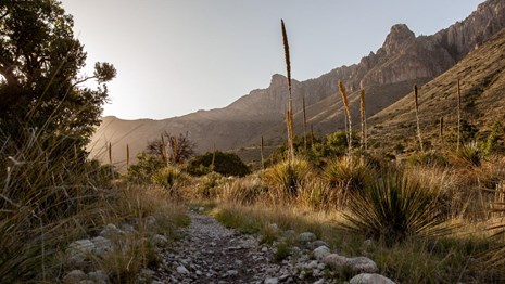 The setting sun highlights a trail in Pine Springs Canyon