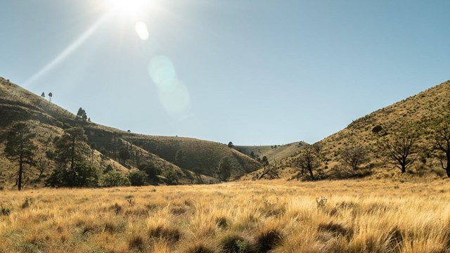 Looking up into Dog Canyon with trees and grass without a road in view