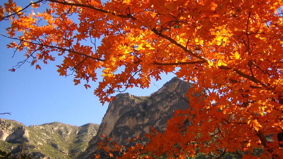 Tall desert mountain cliffs are framed by bright orange maple leaves
