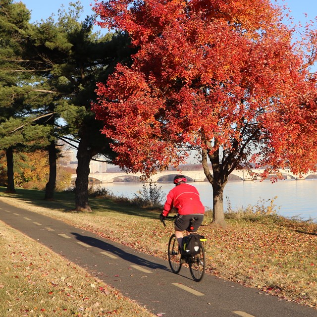 A biker on the Mount Vernon Trail