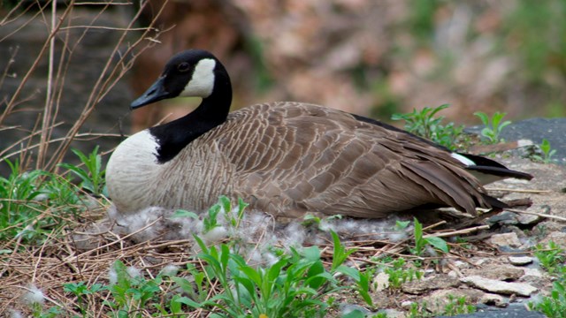 A goose sitting on its nest