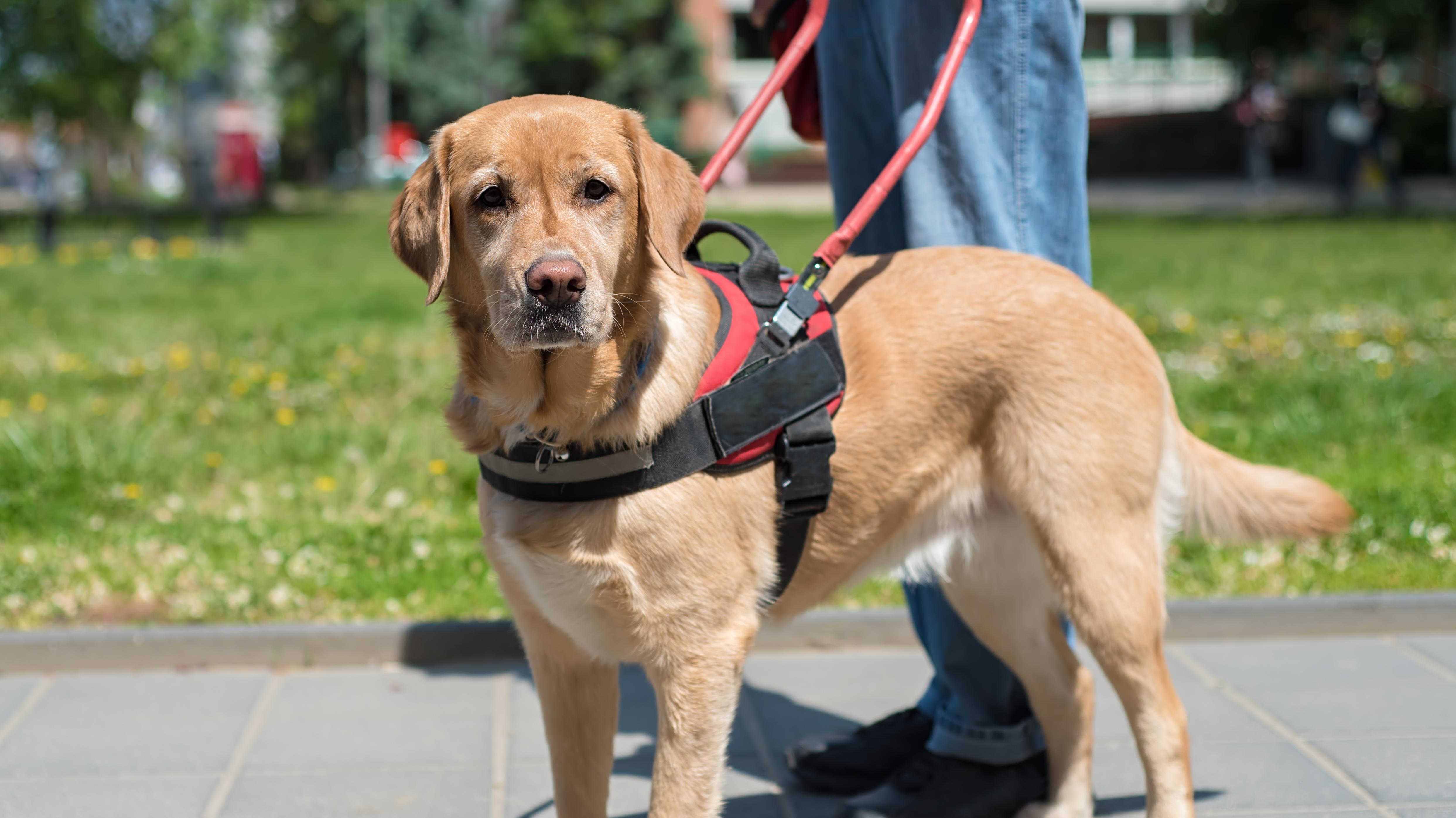 A service dog in a harness stands on a sidewalk in front of its handler.