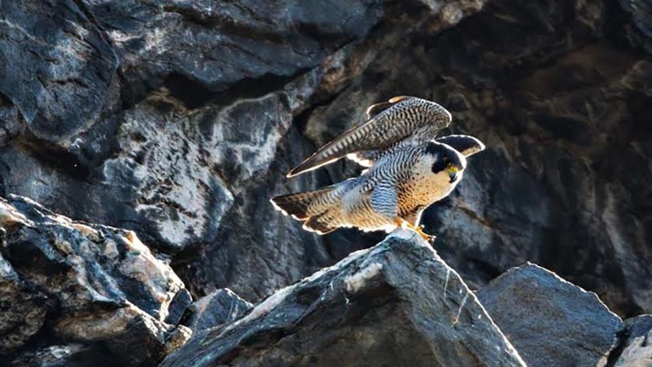 a peregrine falcon perches on a rock ledge with her wings raised