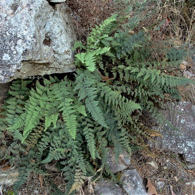 Green fern growing in between rocks