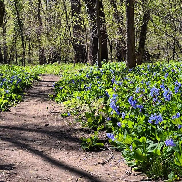 Path through Virginia bluebells