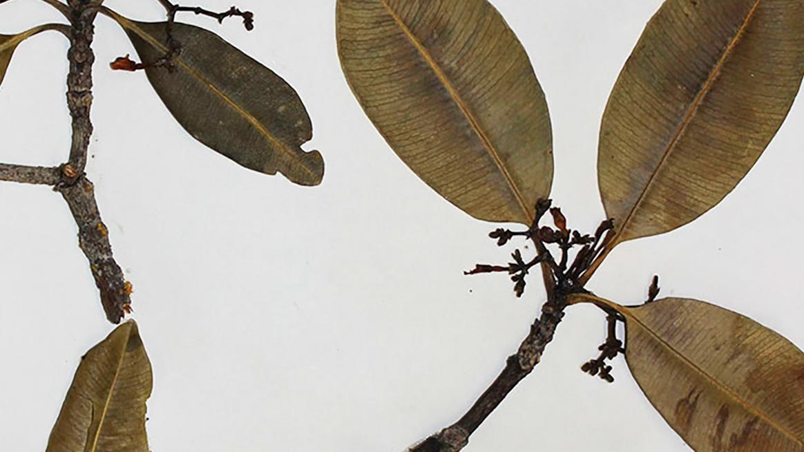 plant glued to paper