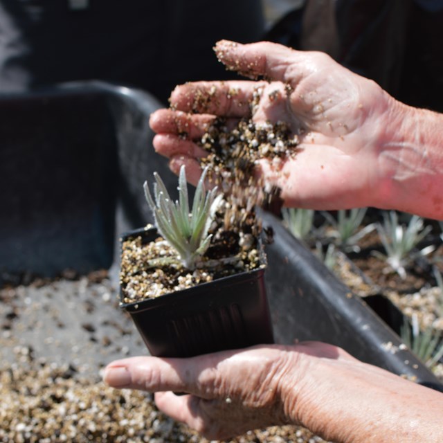 A person repots a silversword sprout