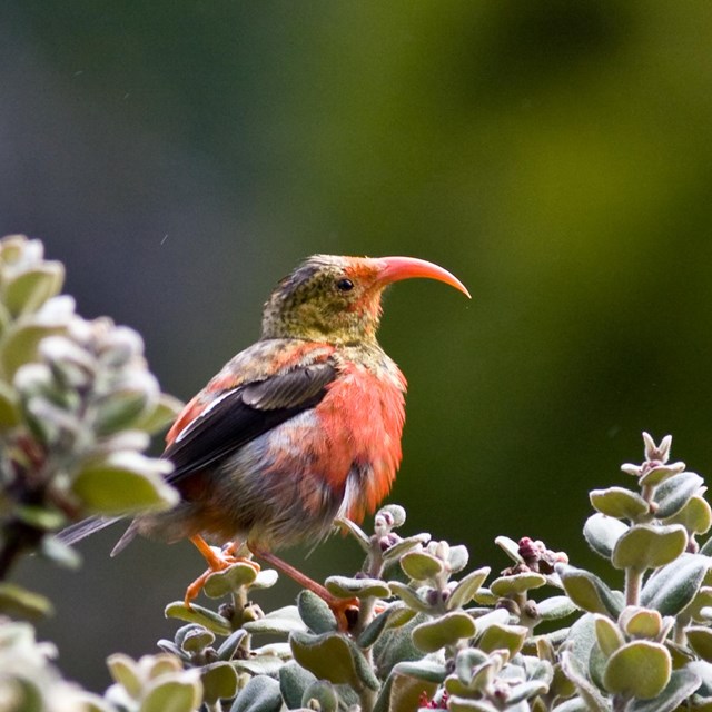a black and red bird perches on a leafy branch next to a red flower