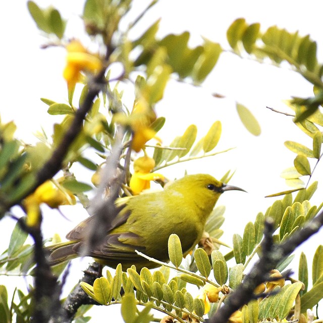a small yellow bird perches among a shrubʻs branches