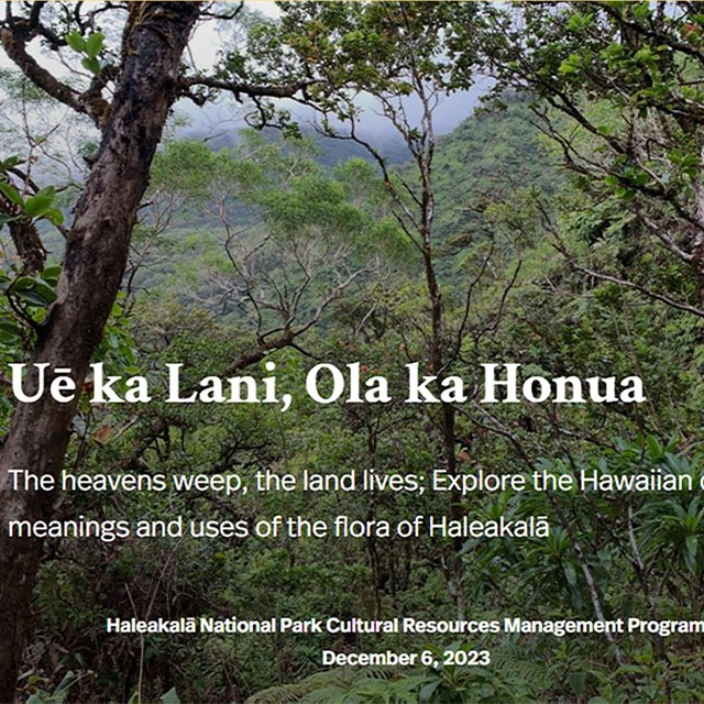 image of title page of storymap. Image is of a forest. 