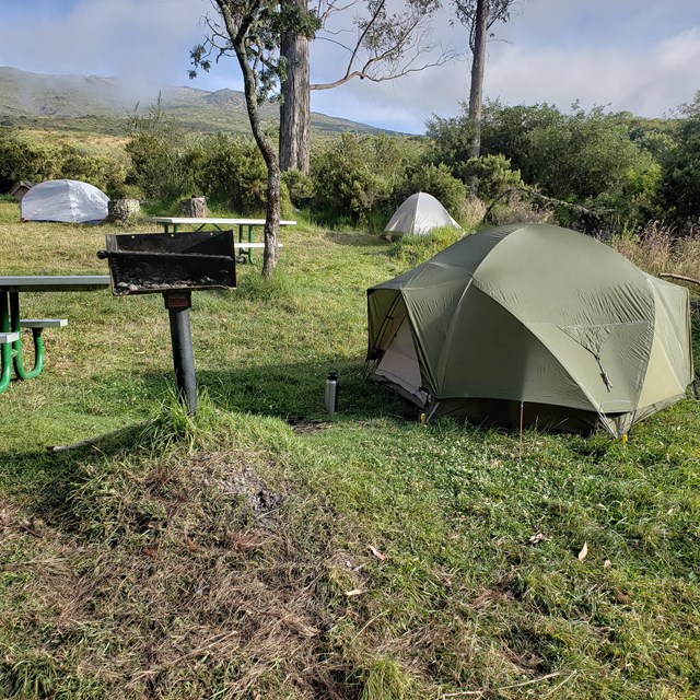 Tent in grassy field with shrubs.