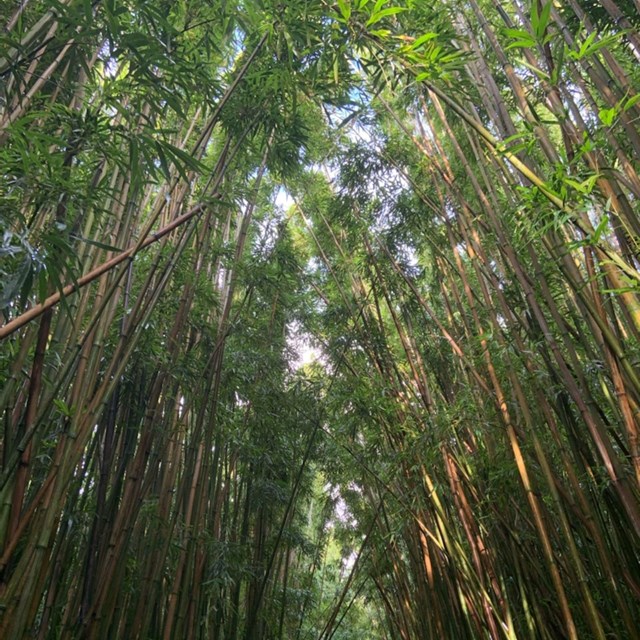 Stalks of bamboo tower overhead from the left and right.