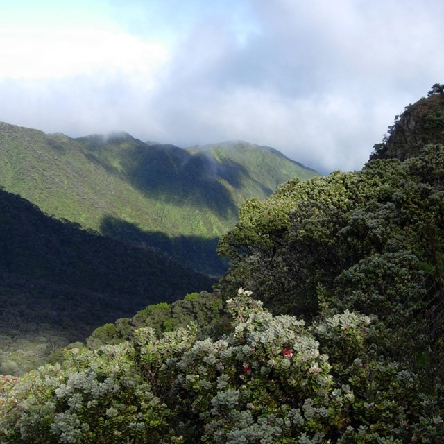 50 Years of Conservation in Kīpahulu Valley  & the Expedition that Started it All