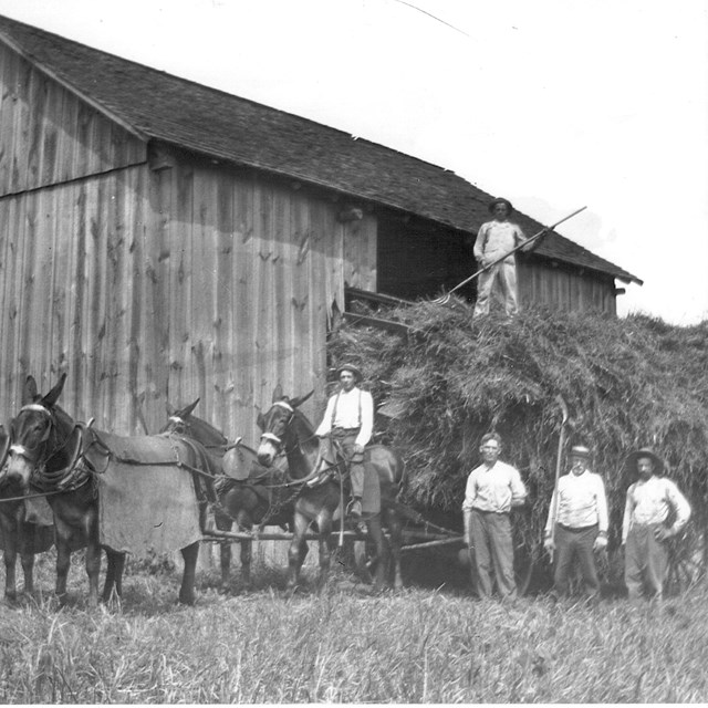 Laborers near barn. Mules pull a wagon with hay. c. 1930, NPS