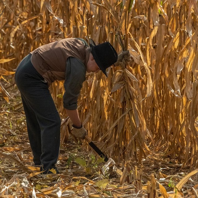 A living historian demonstrating how to cut corn.