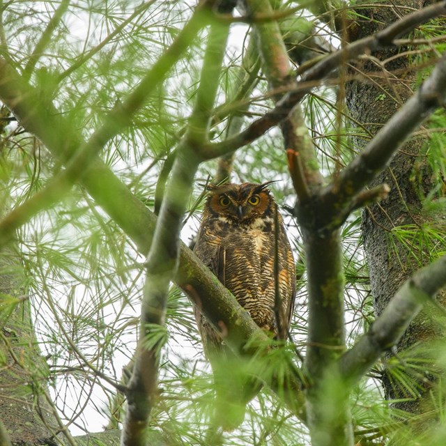 Picture of a great horn owl in a tree