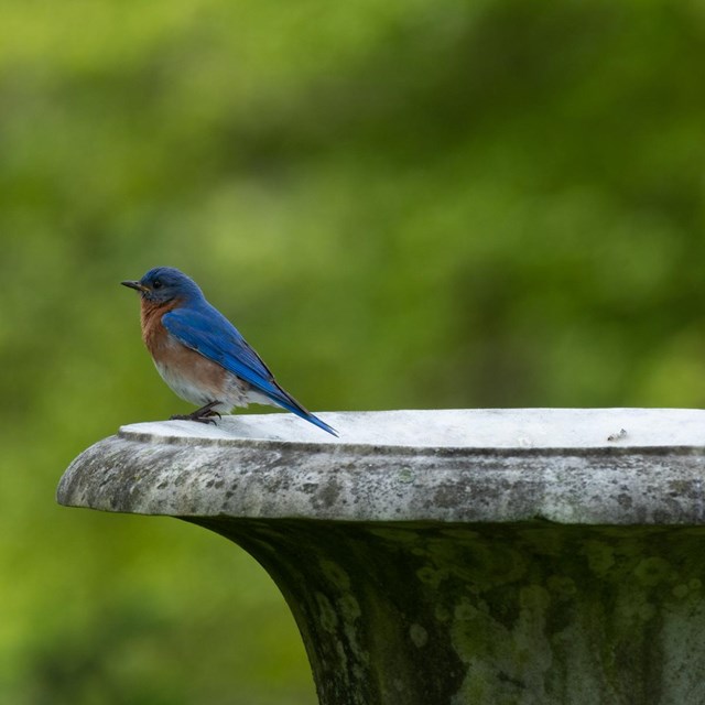 A bluebird at Hampton on a marble garden urn circa 1850.