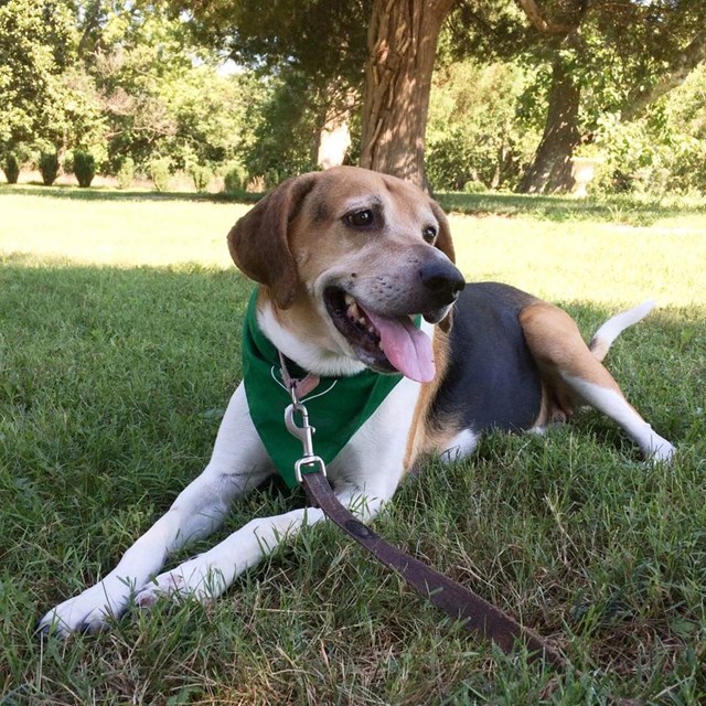 A picture of a dog, a beagle, click to learn about bringing pets to Hampton