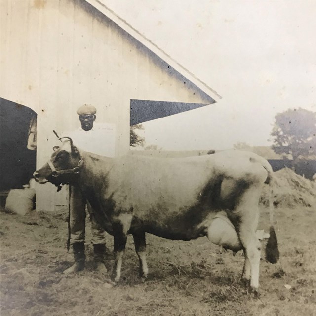 James Norris with a dairy cow