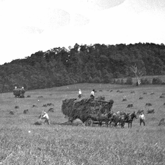 Haying in field near hampton 1915