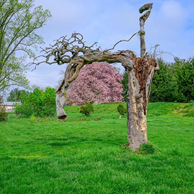 Picture of an older tree at Hampton NPS/Ervin