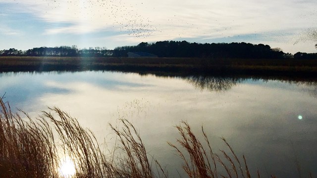 Sun over blue pond surrounded by marsh grasses