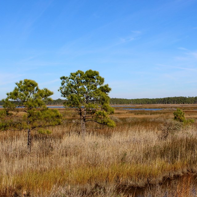 Two evergreen trees, with marsh grass surrounding and blue skies above