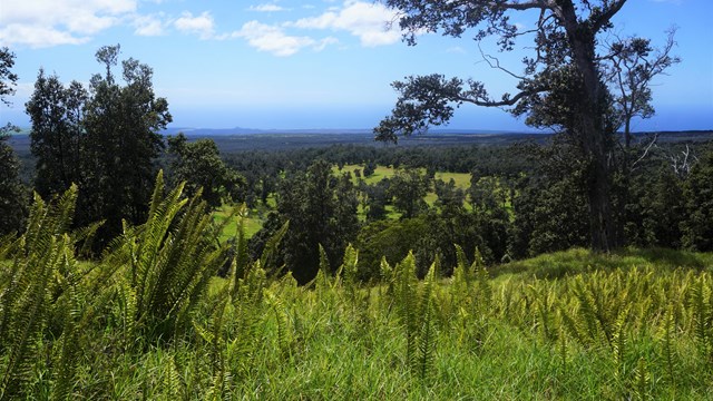 A hill covered in ferns overlooks a forest below