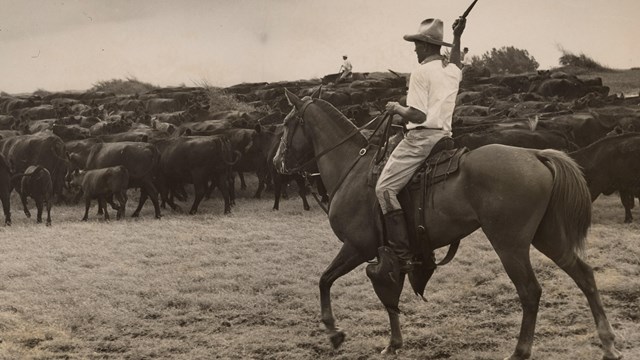 Black and white image of a paniolo on a horse herding cattle