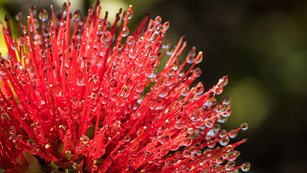 Red blossom of ʻōhiʻa lehua