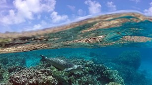 Image half out of tropical waters with coral and a seal underneath