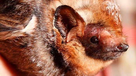 Close up of a bat face as it is being held in a human hand