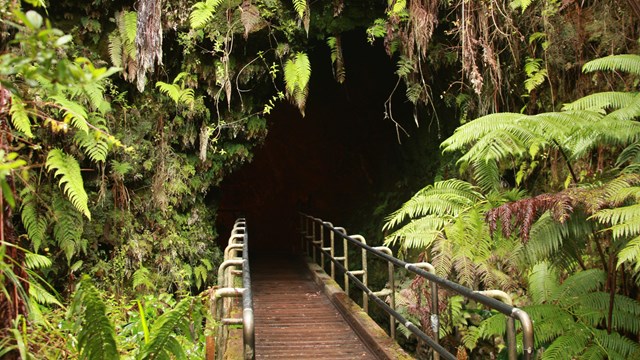Vegetation-covered entrance to a cave