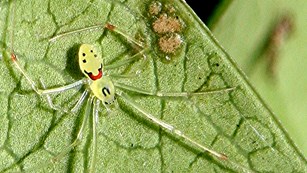 A green happy face spider on a leaf
