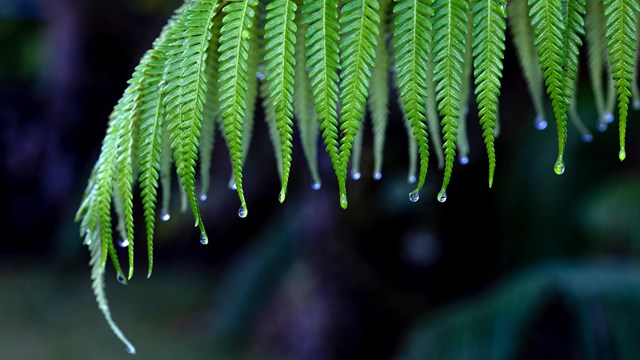Water dripping from a fern