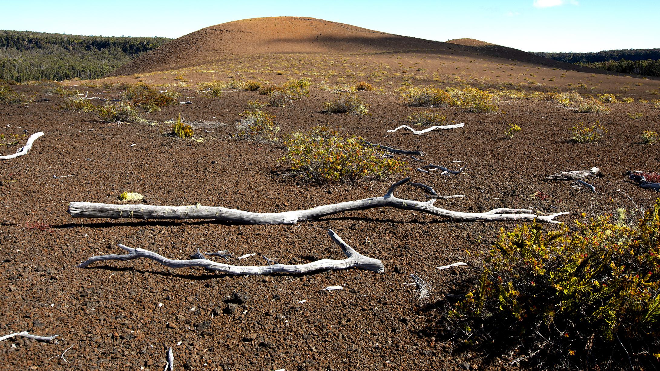 A cinder cone with dead trees in the foreground