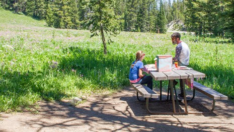 A man and a girl eat a meal in a grassy field surrounded by evergreen trees