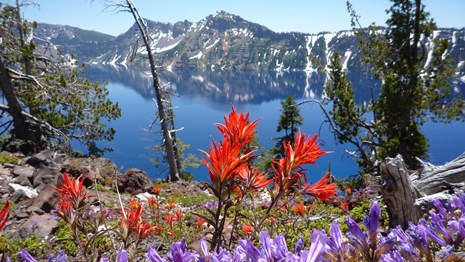 Purple and red flowers in front of mountains and Crater Lake