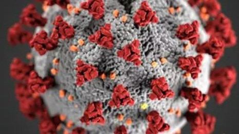 image of the COVID-19 virus