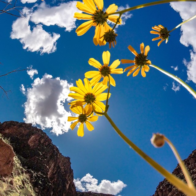 view of yellow flowers from below, sky clouds behind