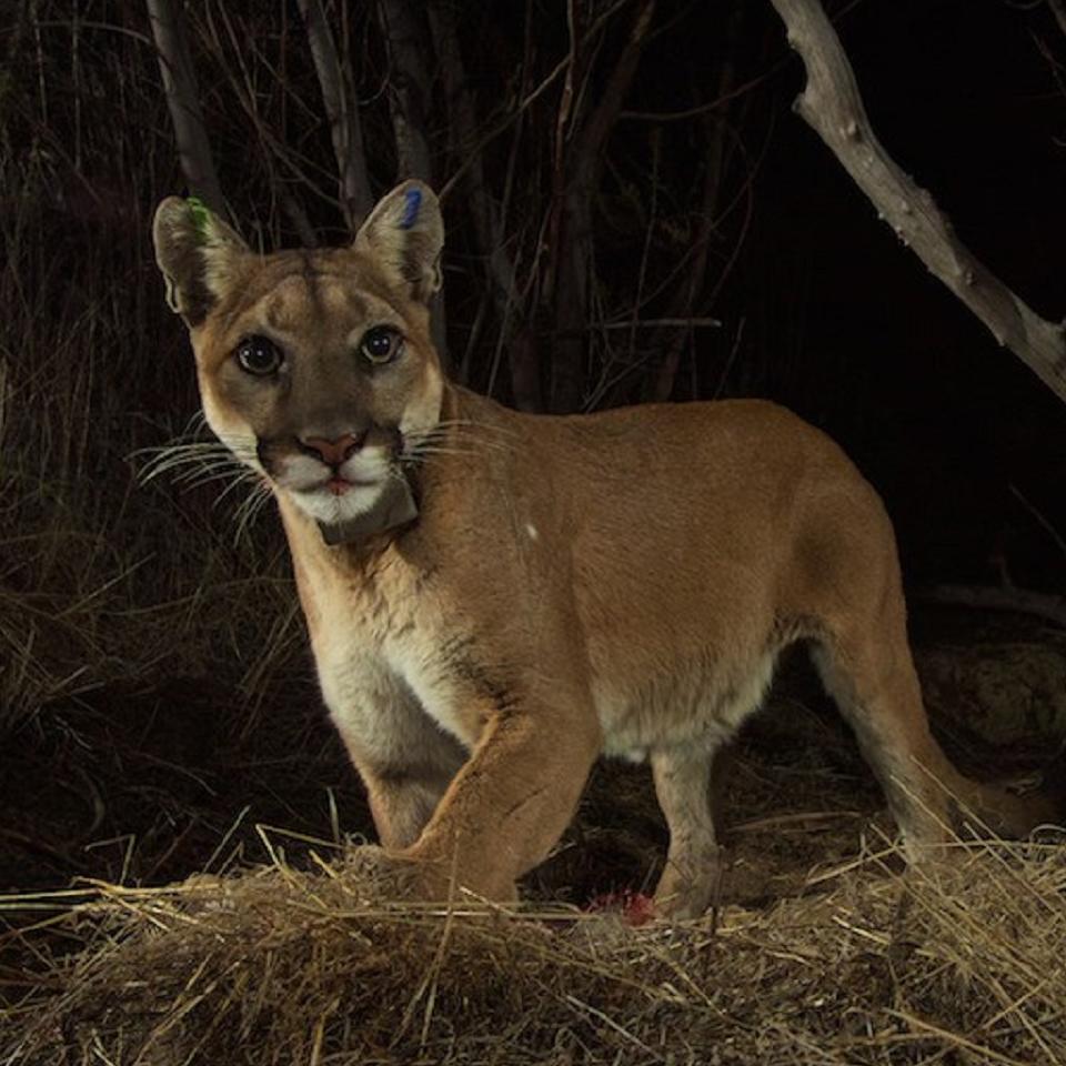Mountain lion