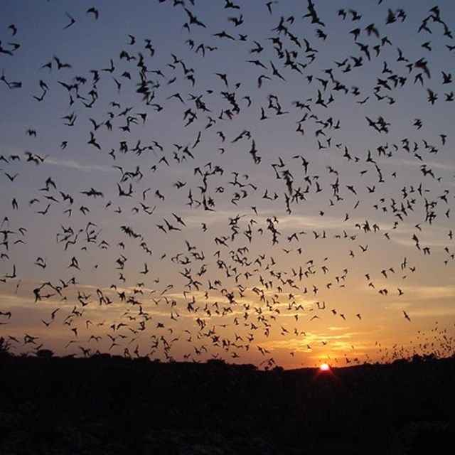 Bats in the sky