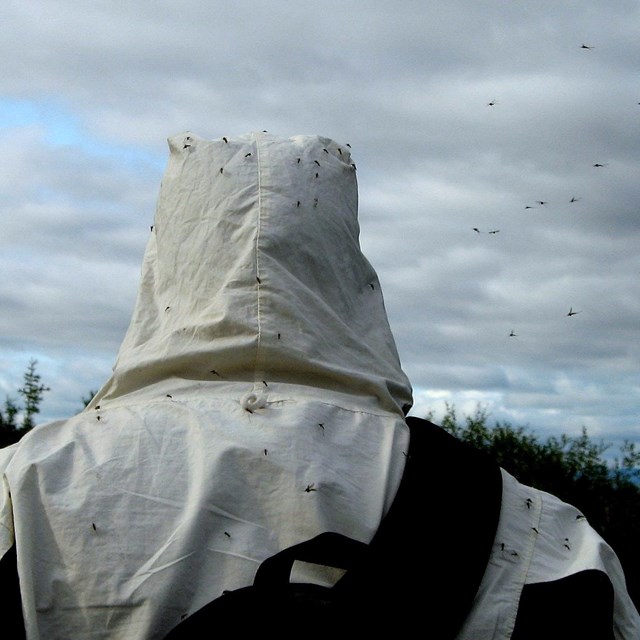 mosquitoes on man and jacket