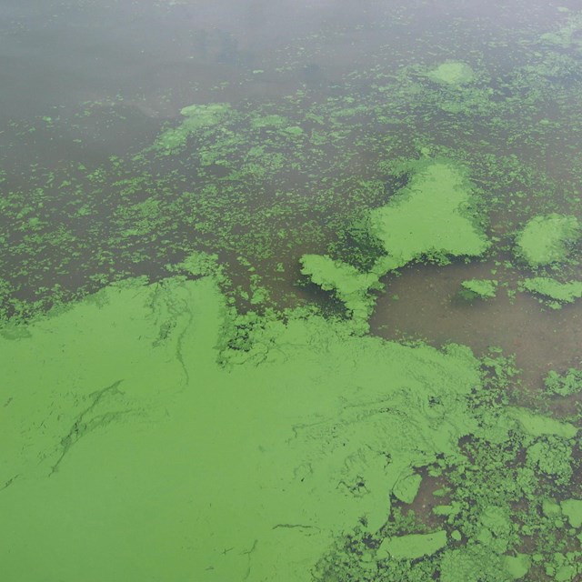 Cyanobacteria