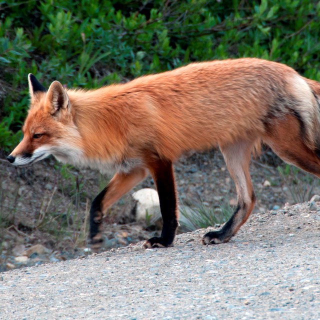 Red fox crossing road