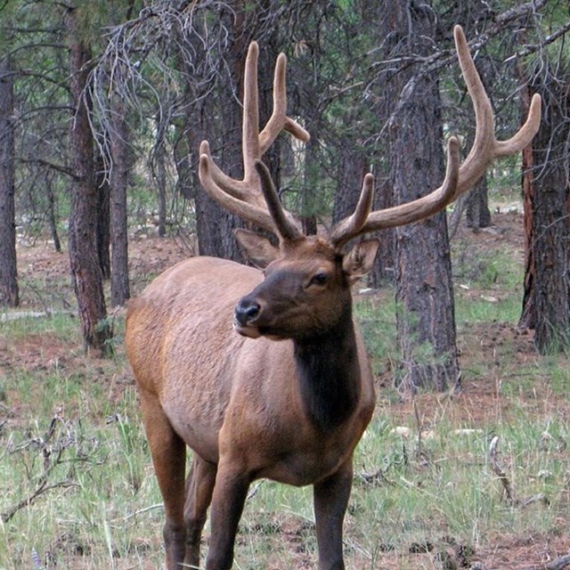 Elk standing in woods