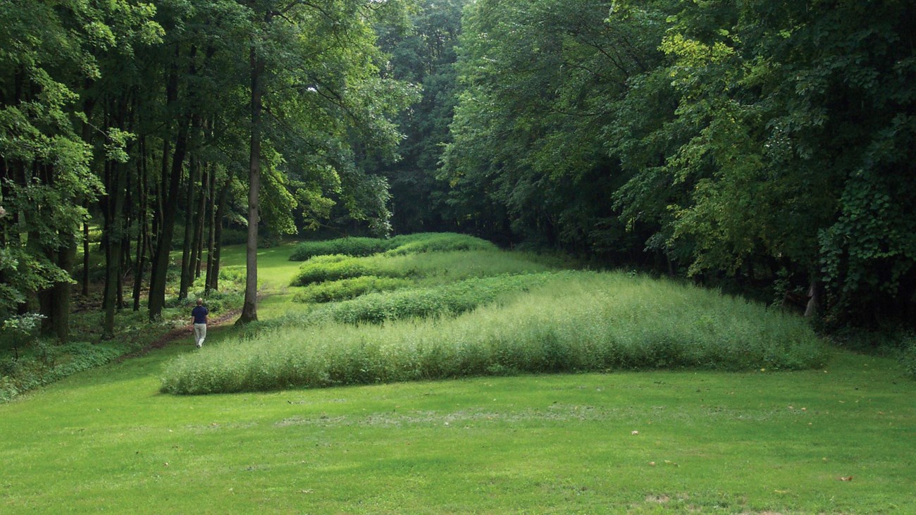 Mowed grass defines a line of bear shaped mounds in the woods.